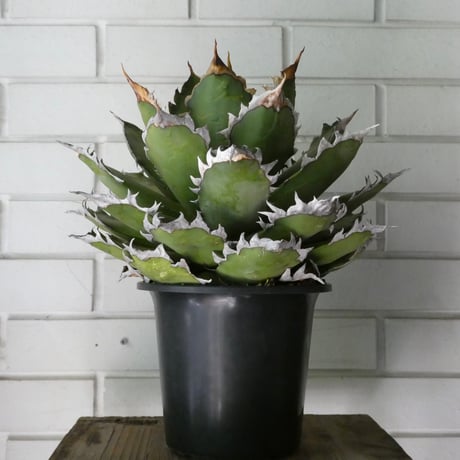 レッドキャットウィーズル | STORES