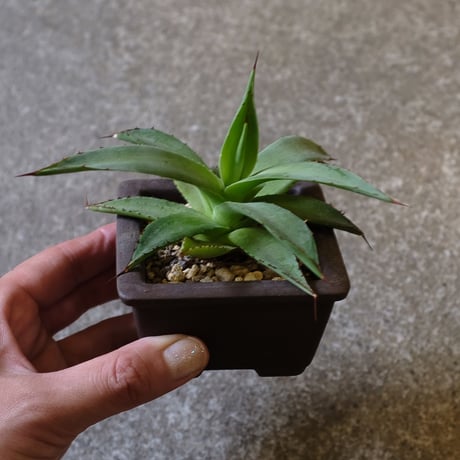 アガベ ブルーエンペラー ブラックスパイン 特選 アガベ ブルーエンペラー ブラックスパイン 特選 - メルカリ