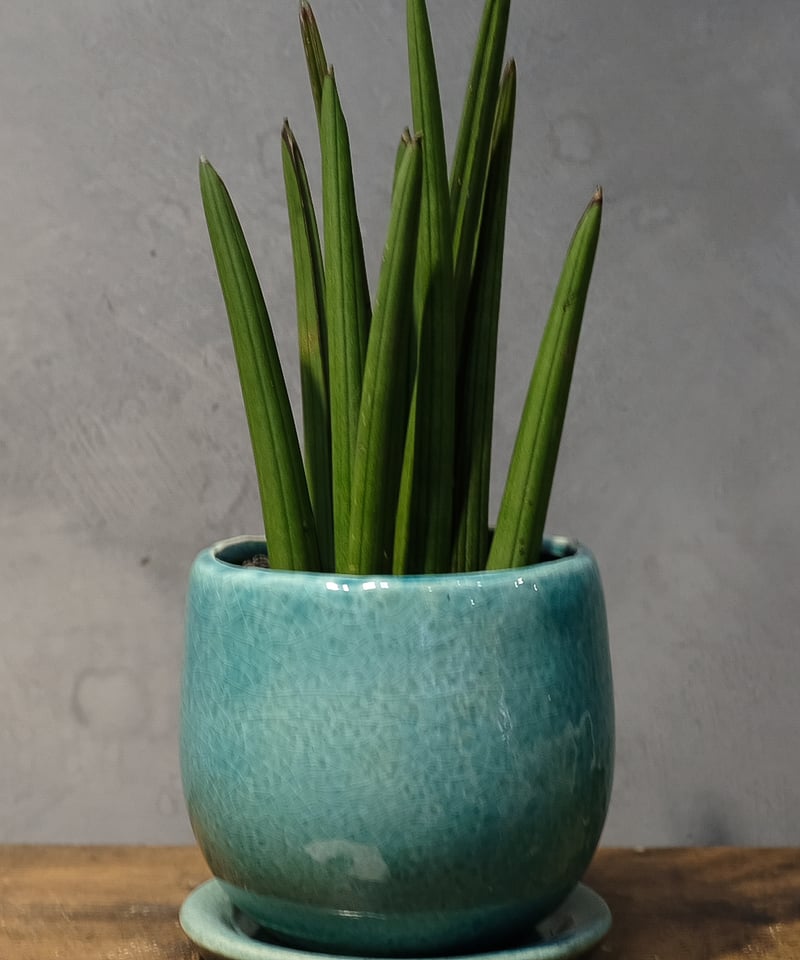 サンスベリア スタッキー サンスベリア スタッキー○サンスベリア サンセベリア トラノオ