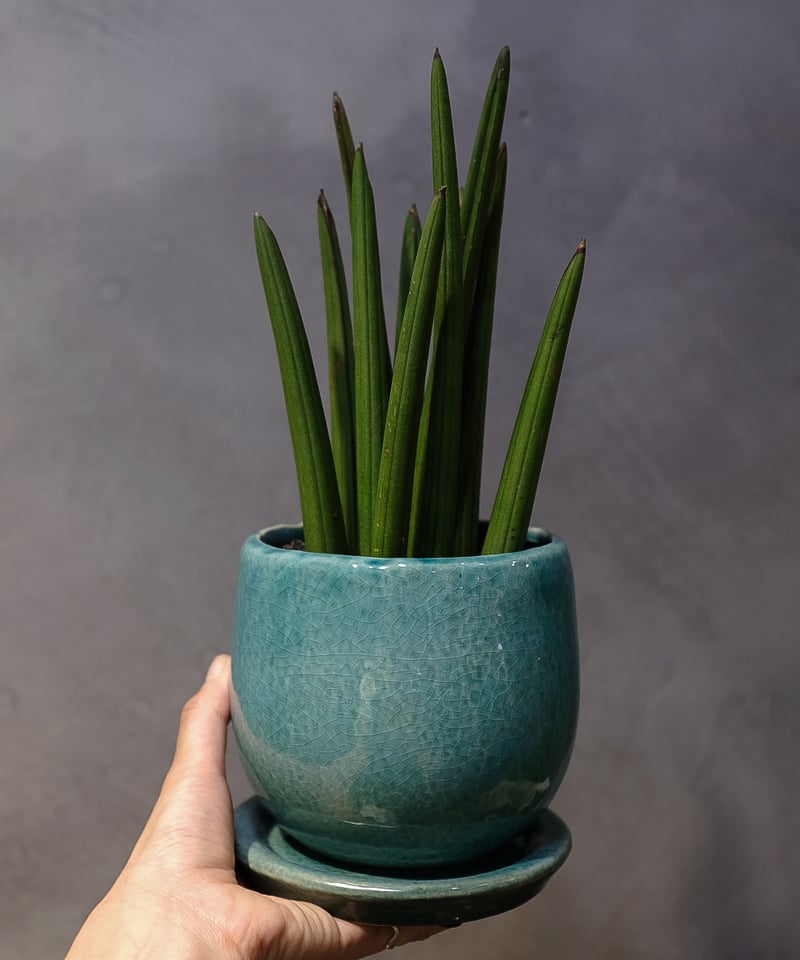 サンスベリア”スタッキー” | OSLO