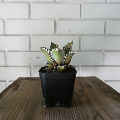 レッドキャットウィーズル | STORES