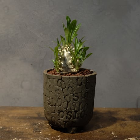 パキポディウムデンシフローラム | STORES