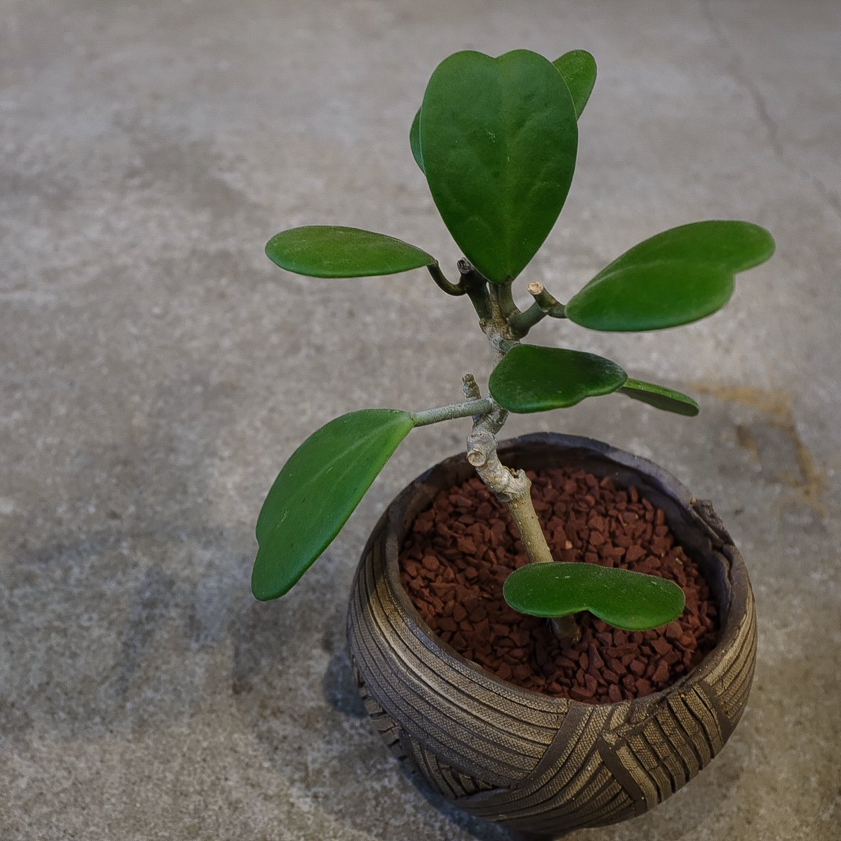 ホヤ”カーリー” | OSLO