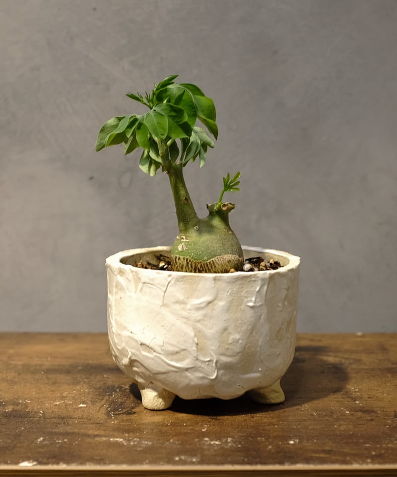 最終値下げ　アデニアグラウカ 特価！コーデックス：アデニア グラウカ×スピノーサ*塊根幅14cm 現品