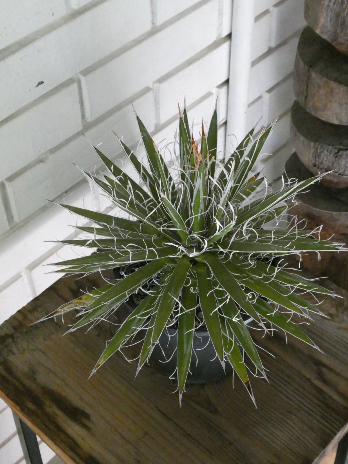 アガべ ”シジゲラ ホワイトストライプ” | OSLO