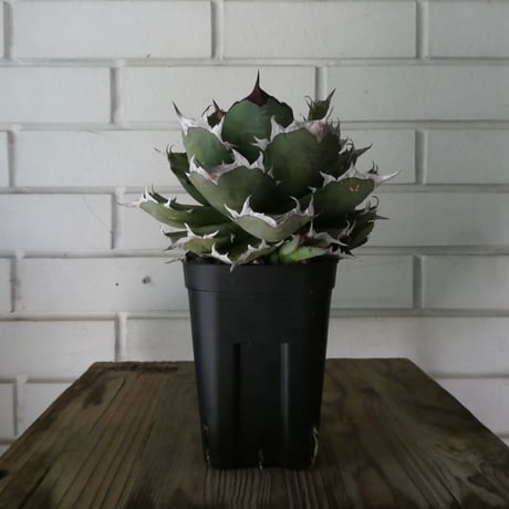 チタノタ | STORES