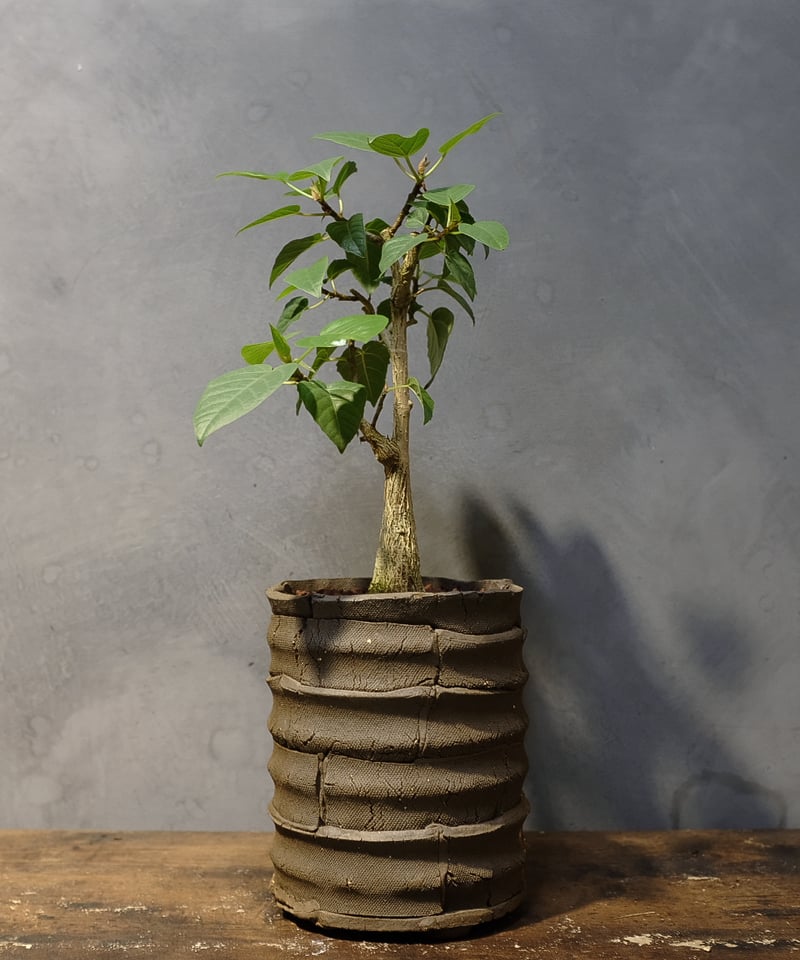 フィカス”パルメリー” | OSLO