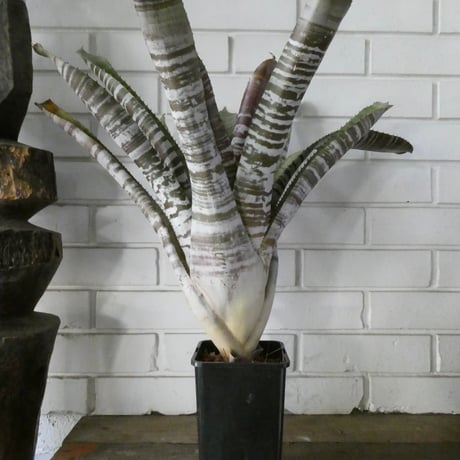 ブロメリア | STORES