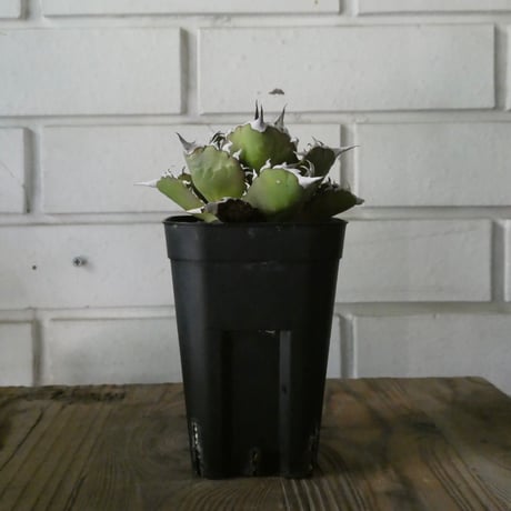 本日9/23値下げ！ アガベ チタノタ キャンサー 本日大幅値下げ