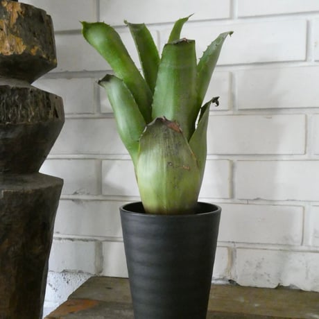 ホヘンベルギア | STORES