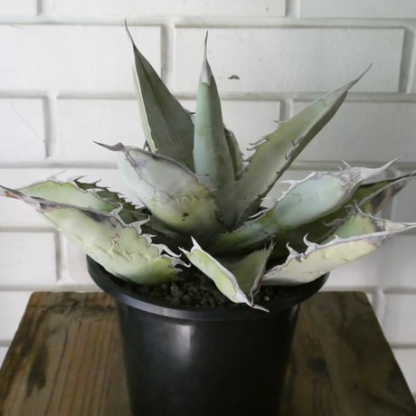 アガベチタノタブルー | STORES