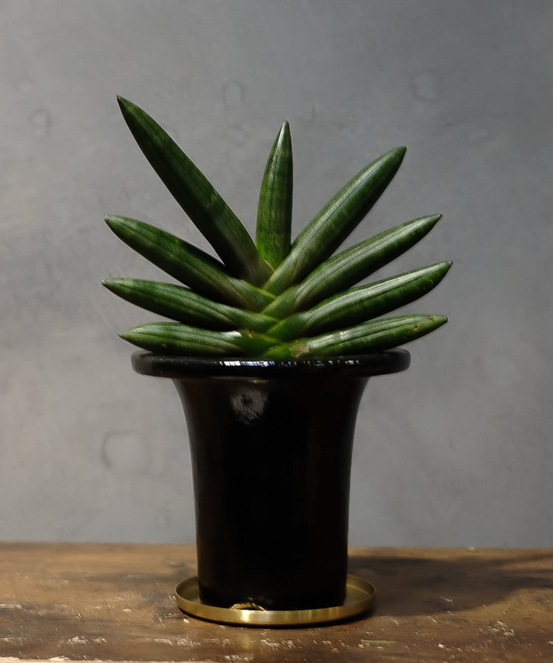 サンスベリア ブラックブラジリアン バリエガータ 綴化 サンスベリア