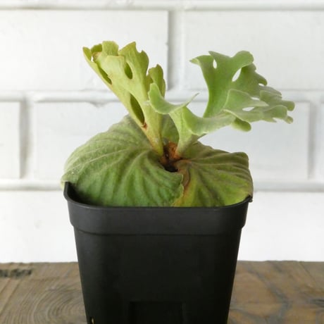 コウモリラン | STORES