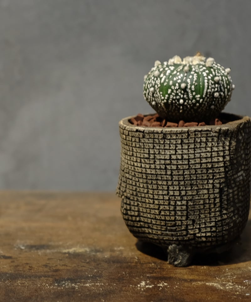 サボテン”スーパーカブト” | OSLO