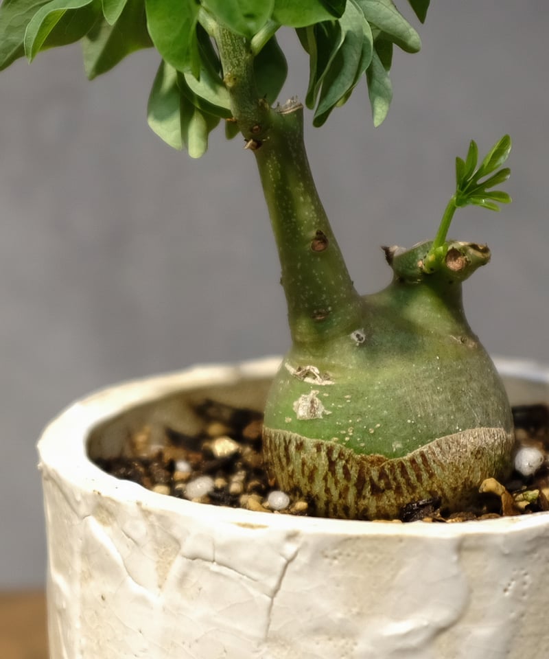 アデニア・グラウカ | OSLO