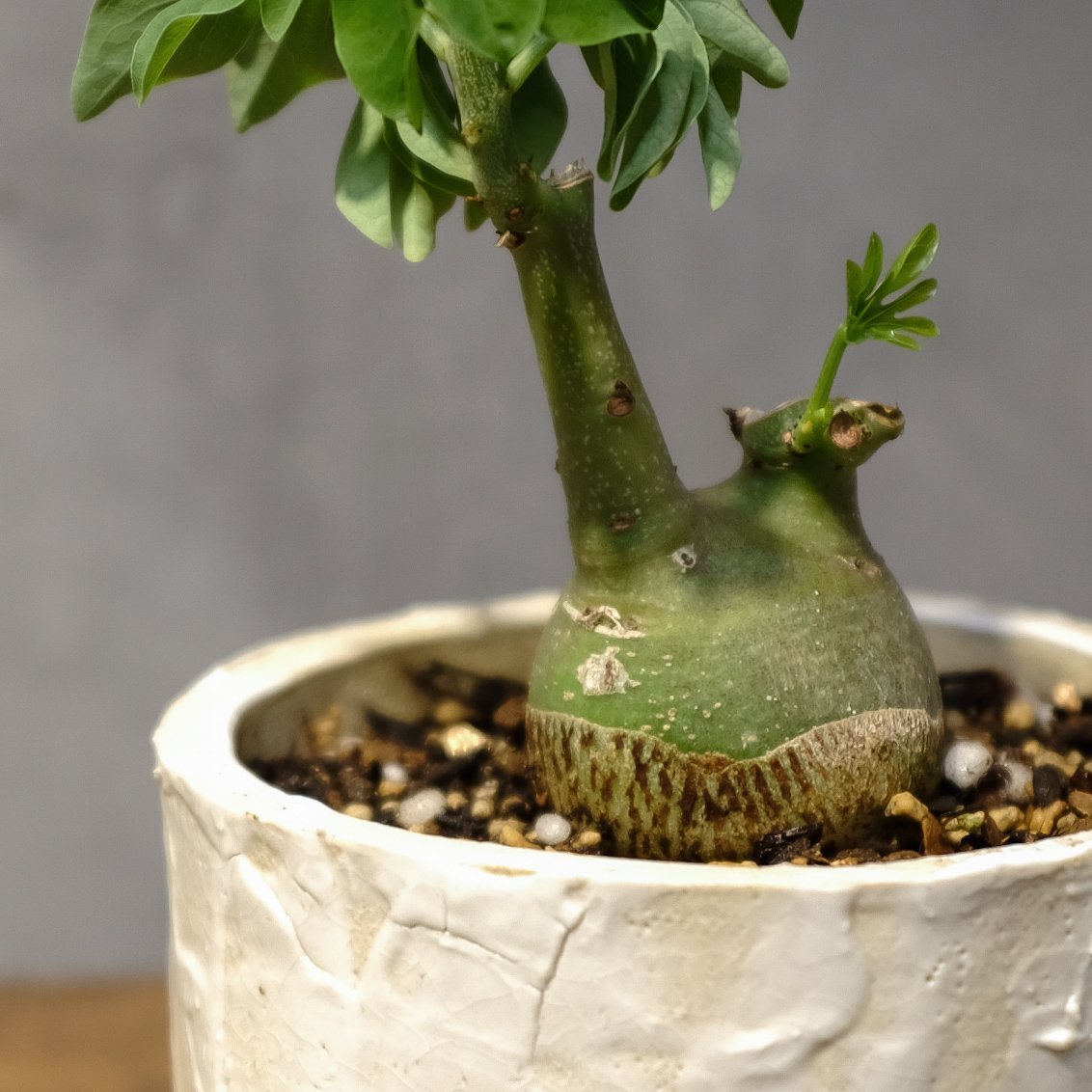 アデニア・グラウカ | OSLO