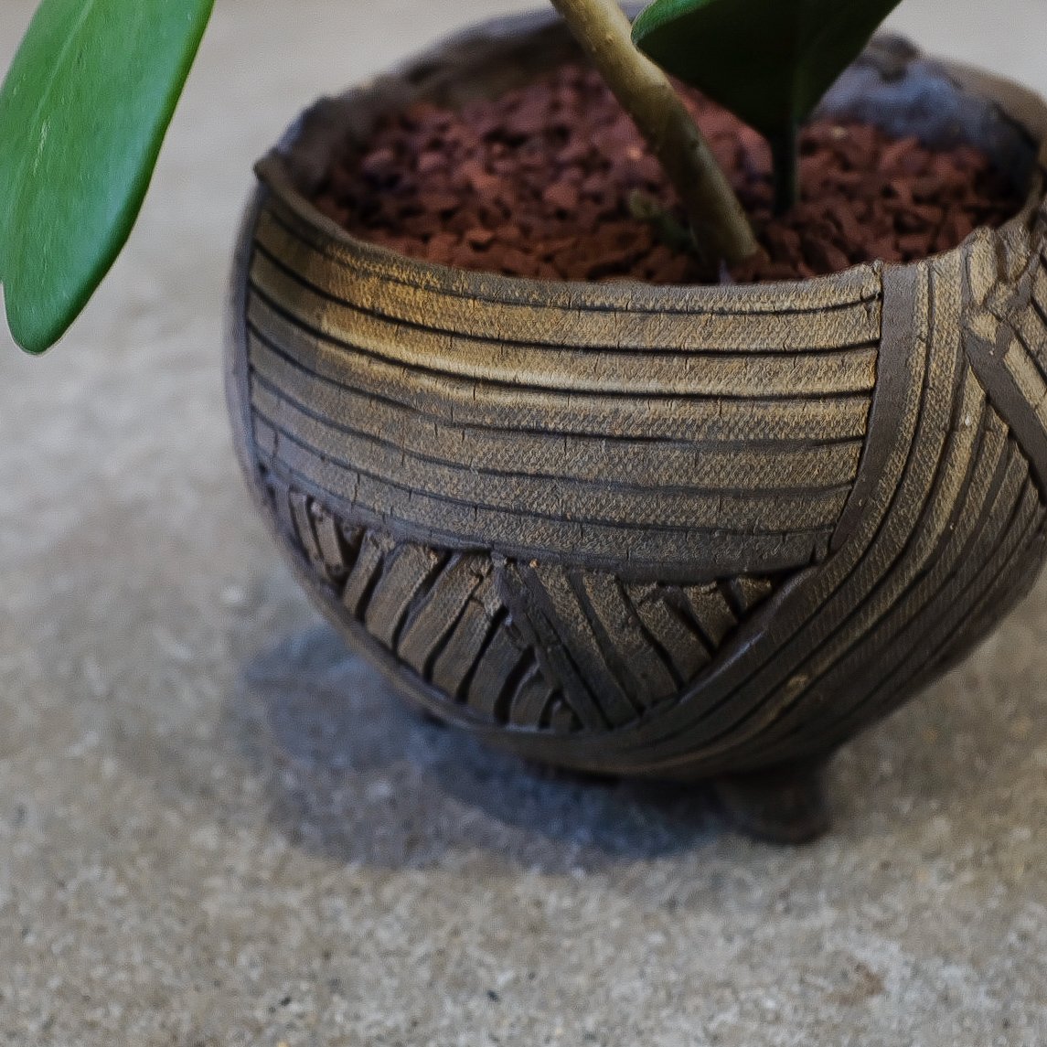 ホヤ”カーリー” | OSLO