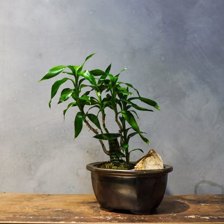 ドラセナ | STORES