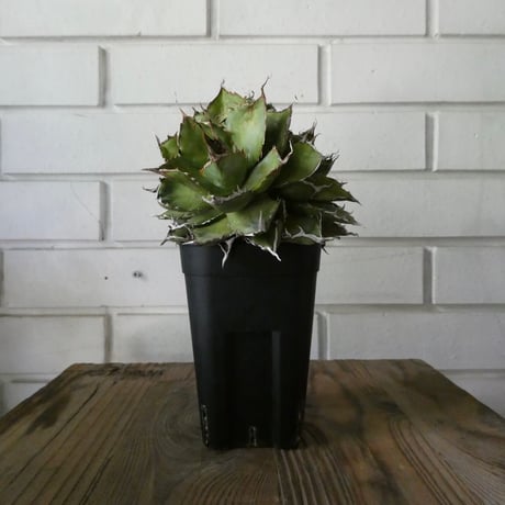 アガベチタノタフィリグリー | STORES