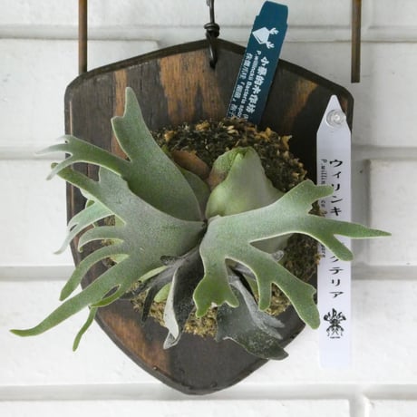 ビカクシダ | STORES