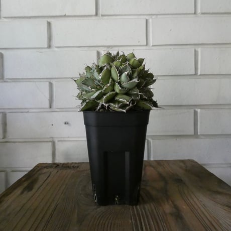 アガベチタノタフィリグリー | STORES