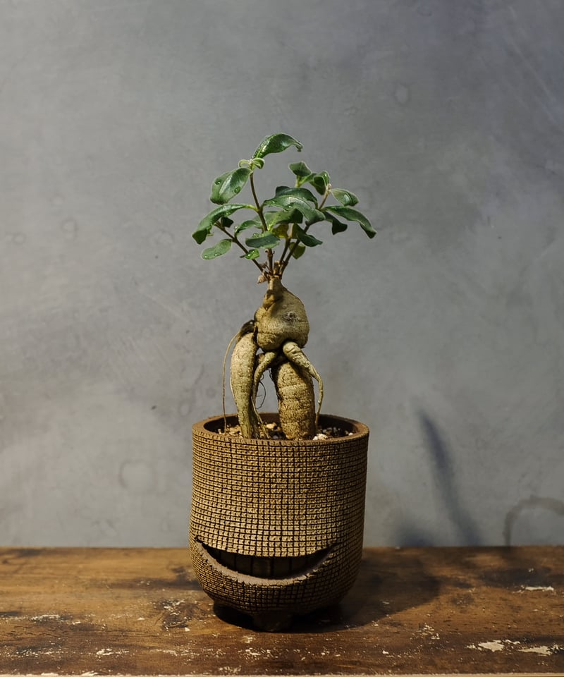 【現地感／一点モノ】ラフィオナクメ・ヒルスタ　塊根植物 鉢付き発送 現地感／一点モノ】ラフィオナクメ・ヒルスタ 塊根植物 鉢付き