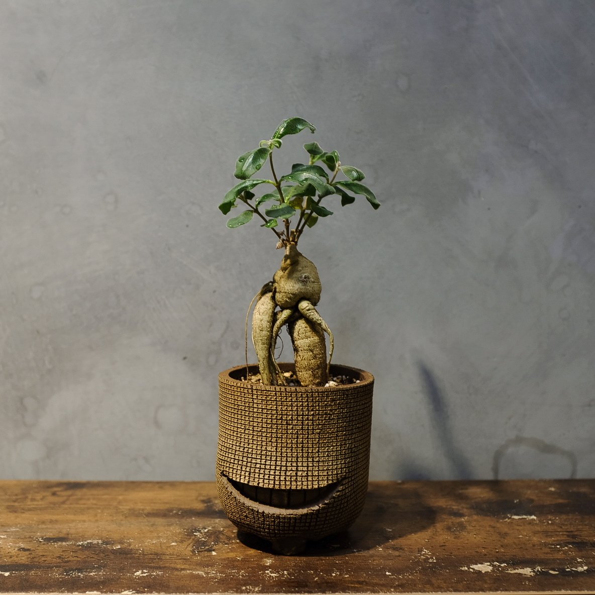 ラフィオナクメ・ルーセンス | OSLO