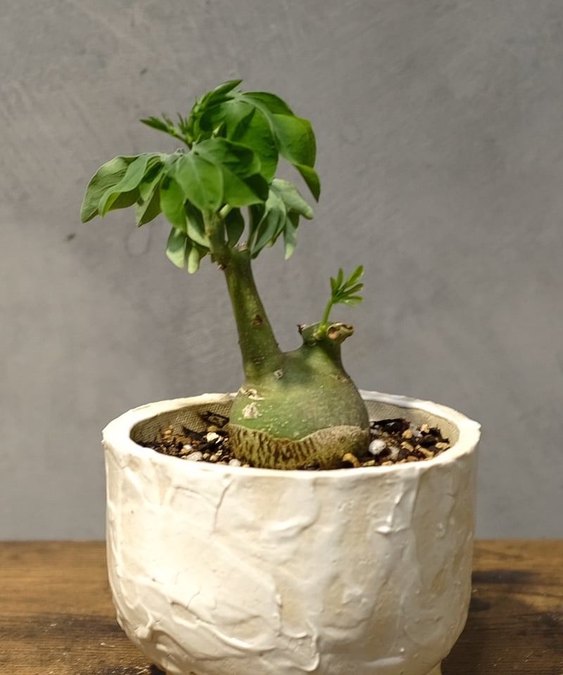 アデニア・グラウカ | OSLO