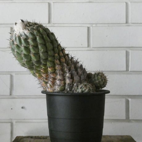 カクタス | STORES