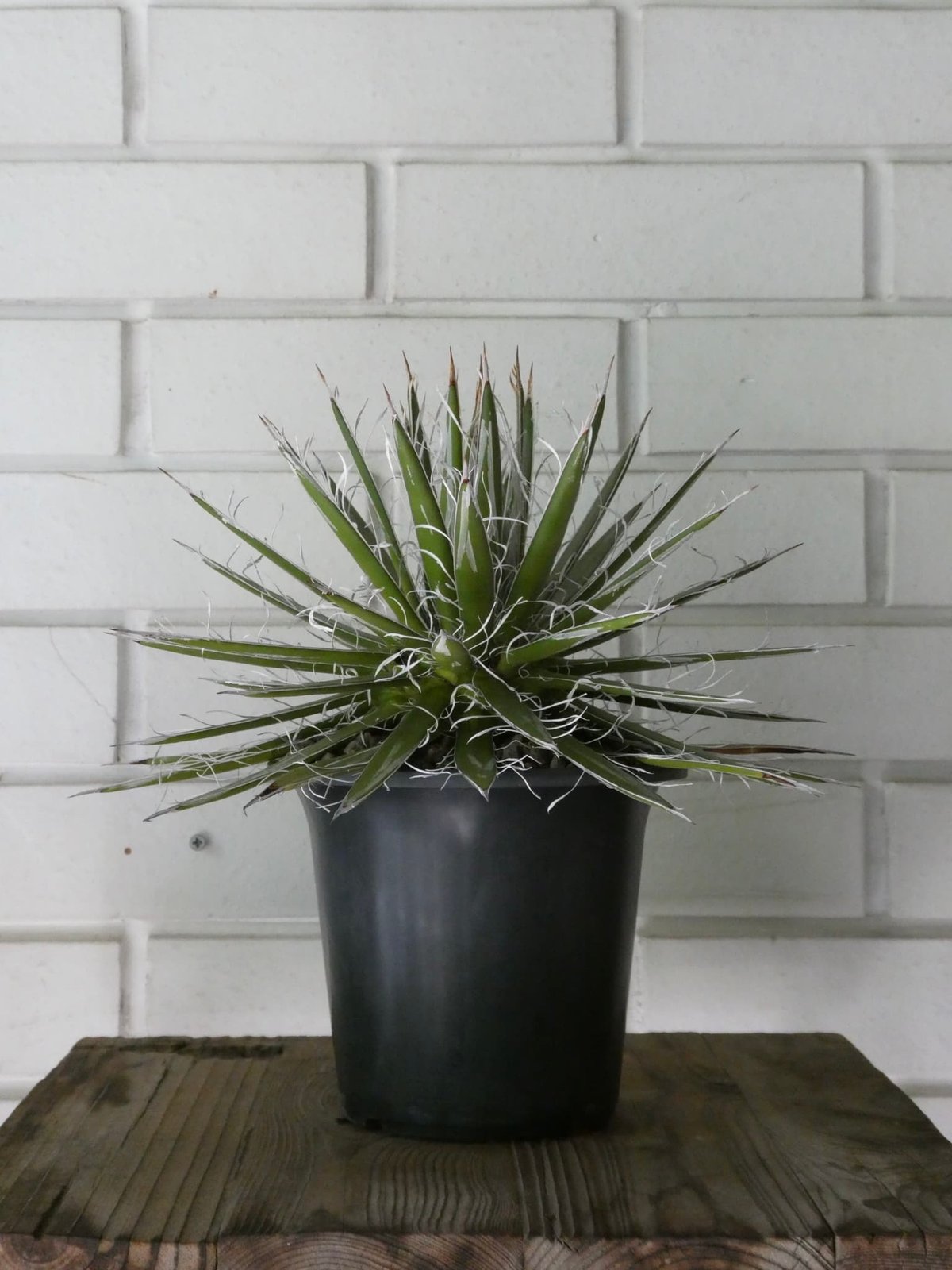 アガべ ”シジゲラ ホワイトストライプ” | OSLO