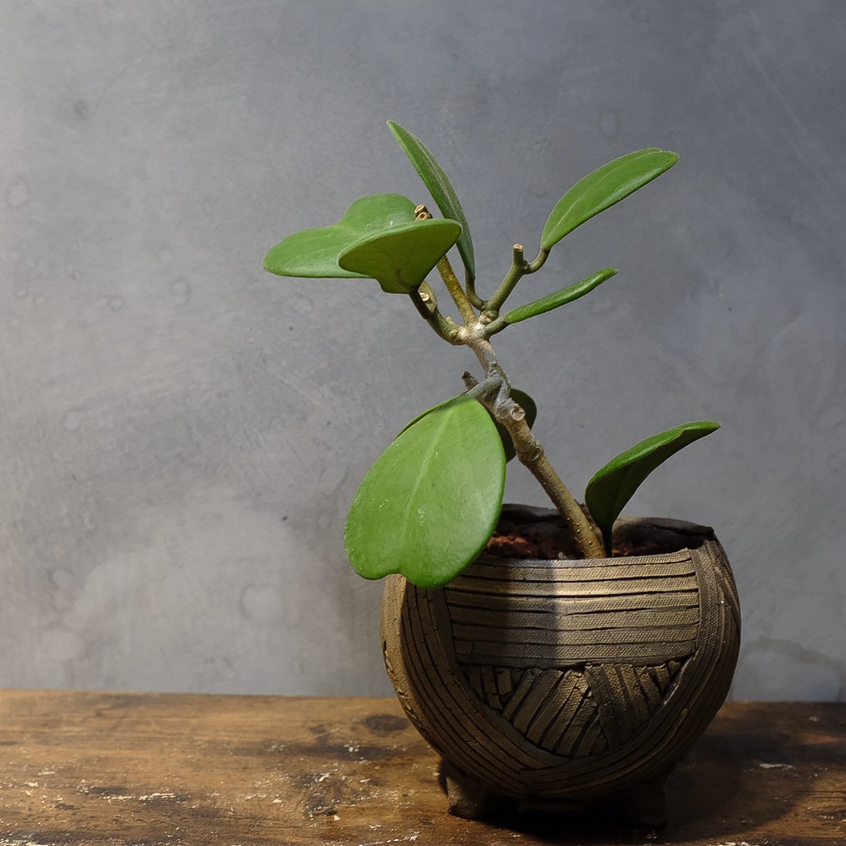 ホヤ”カーリー” | OSLO