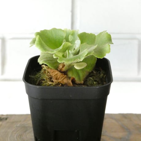 コウモリラン | STORES