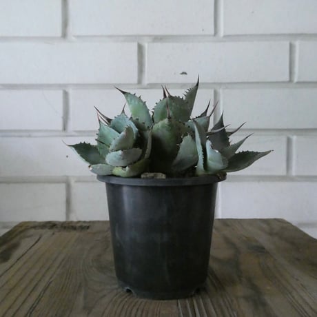 アガベ雷神 | STORES