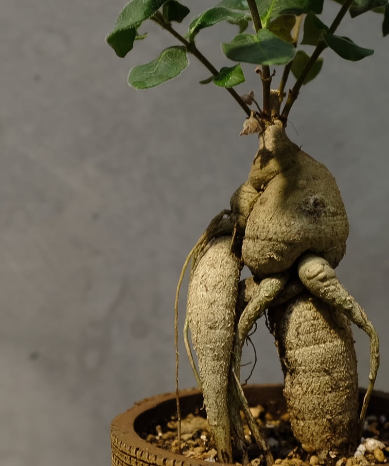 ラフィオナクメ・ルーセンス | OSLO