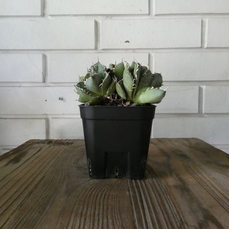 アガベチタノタフィリグリー | STORES