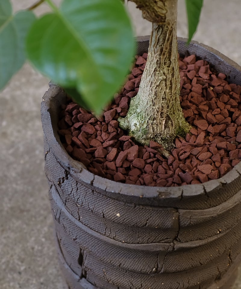 フィカス”パルメリー” | OSLO