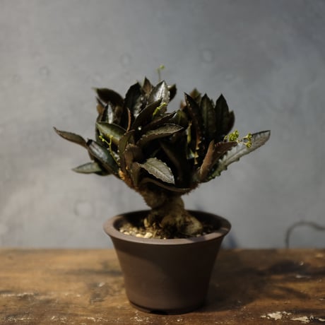 【週末セール】ユーフォルビア フランコイシー 週末セール】ユーフォルビア フランコイシー