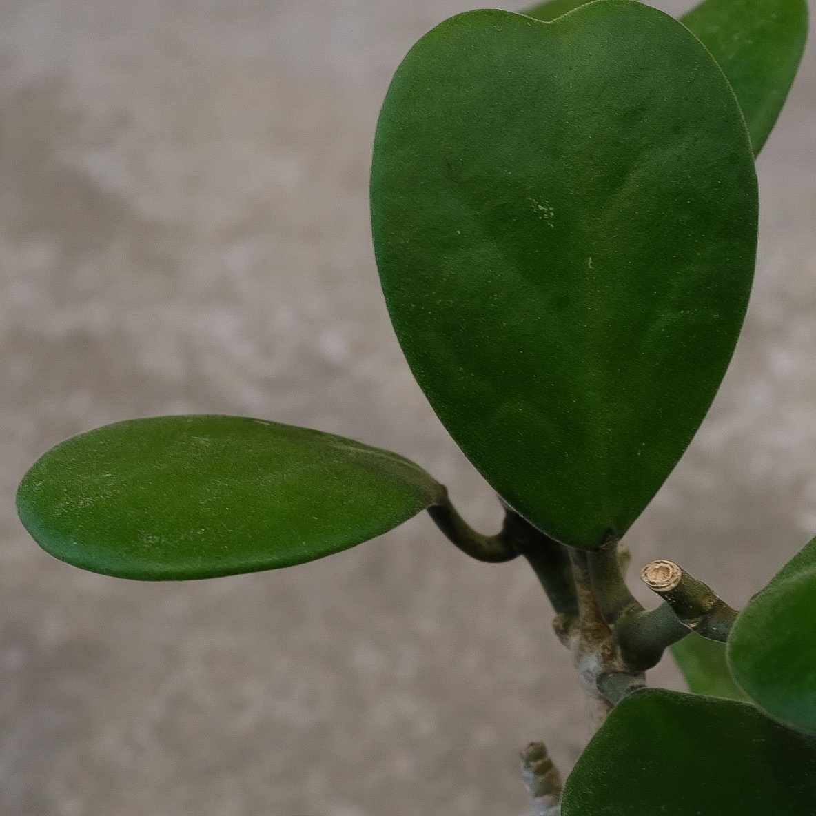 ホヤ”カーリー” | OSLO