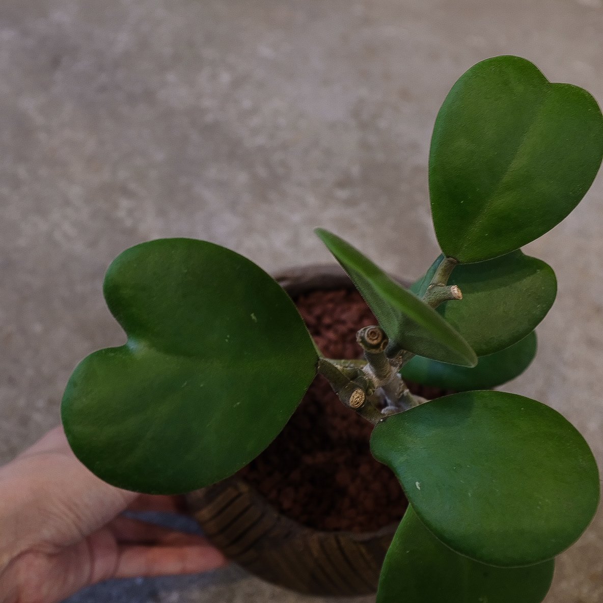 ホヤ”カーリー” | OSLO