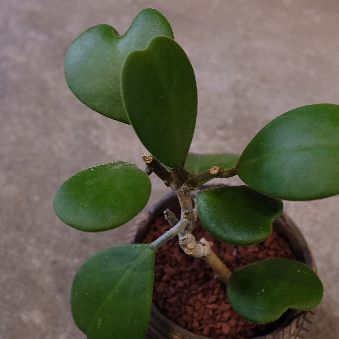 ホヤ”カーリー” | OSLO