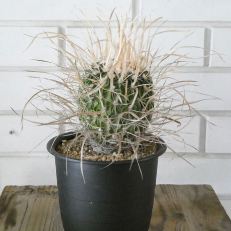 カクタス | STORES