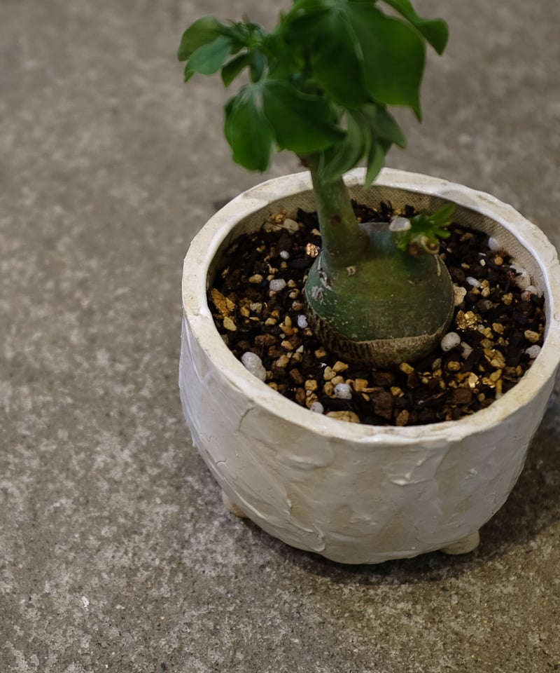 アデニア・グラウカ | OSLO