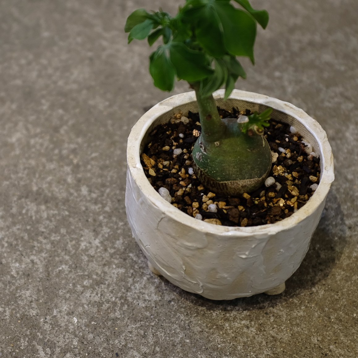 アデニア・グラウカ | OSLO