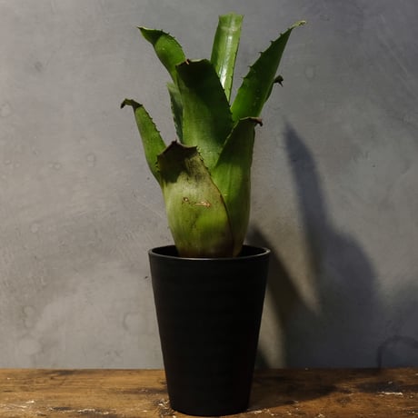 ブロメリア | STORES