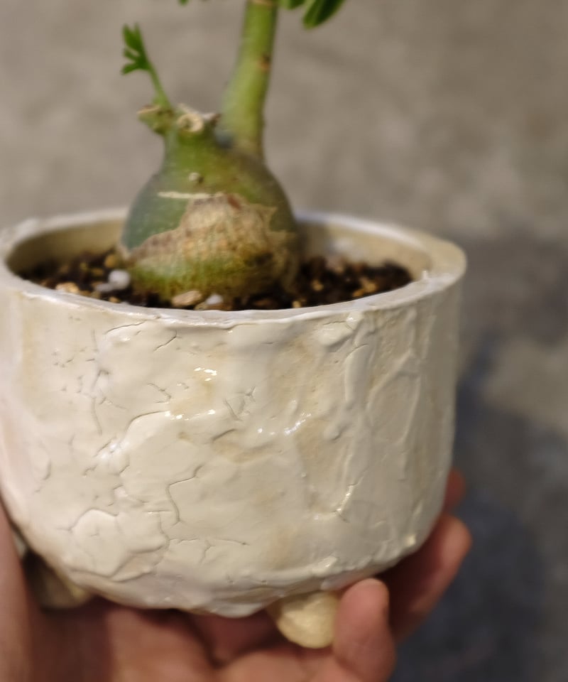 アデニア・グラウカ | OSLO