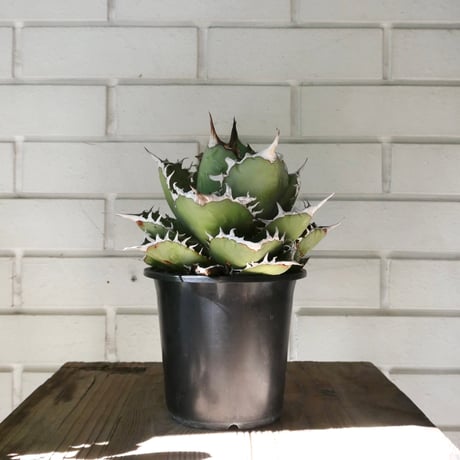 アガベ白鯨 | STORES