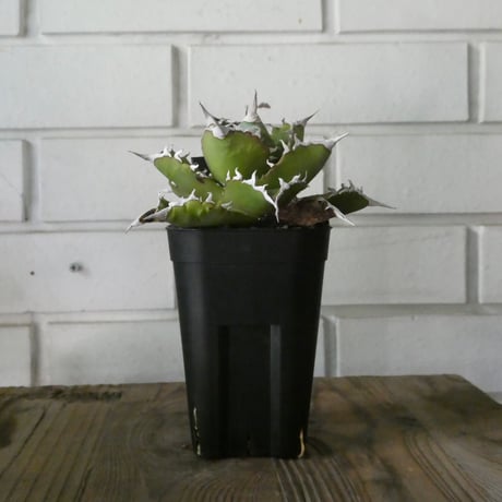 夕映厳龍 | STORES