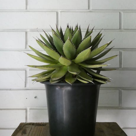 イシスメンシス | STORES