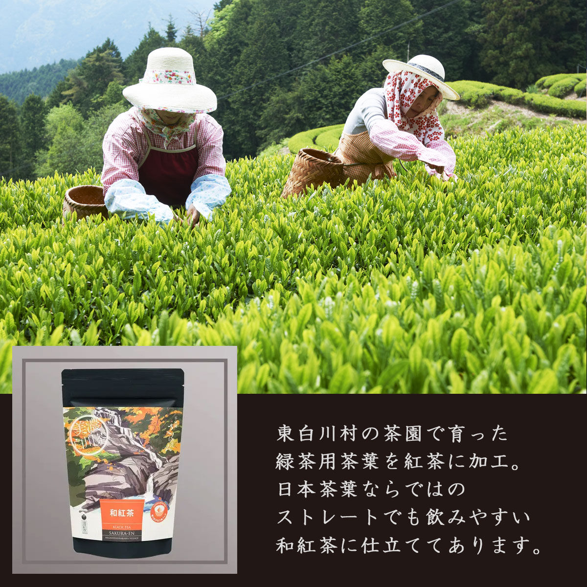 和紅茶 3g×8ヶ/ティーバッグ | 杜のきくらげ online store