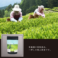春摘み一番茶 3g×8ヶ/ティーバッグ